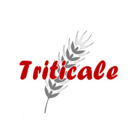 Triticale